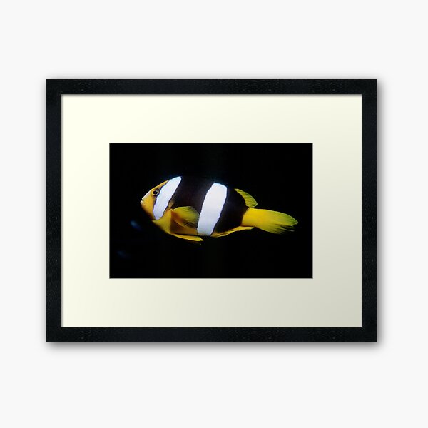 Clark's Anemonefish Framed Art Print
