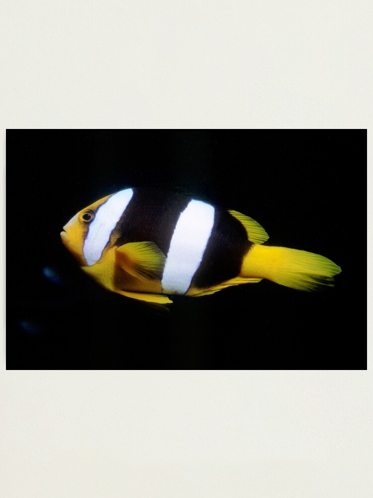 Alternate view of Clark's Anemonefish Photographic Print