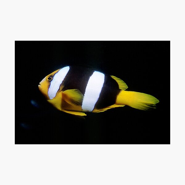 Clark's Anemonefish Photographic Print