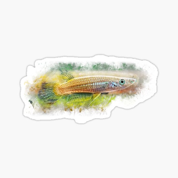 Goldener Streifenhechtling - Aplocheilus lineatus Sticker