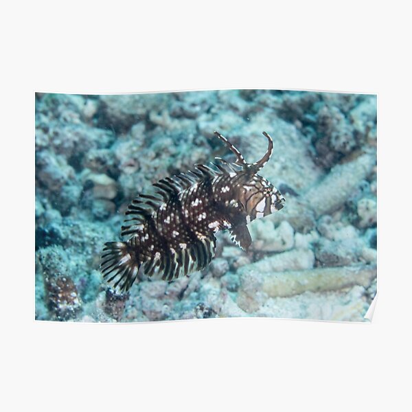 "Dragon Wrasse" Poster for Sale by maractwin Redbubble