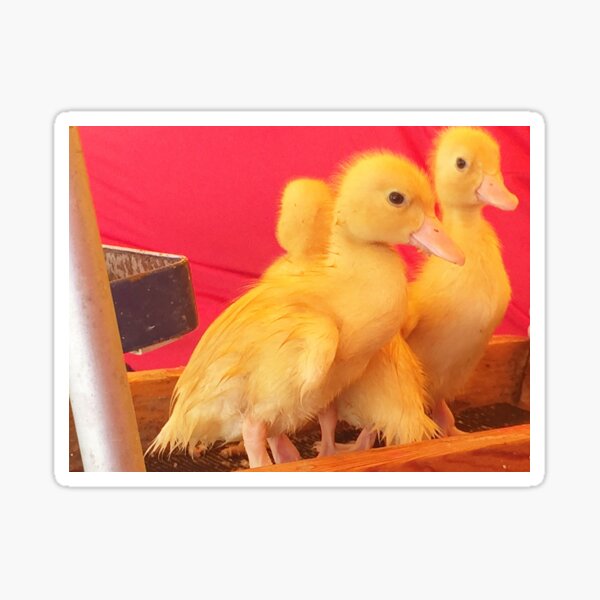 ducklings Sticker