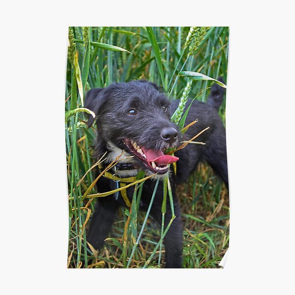 black patterdale puppy