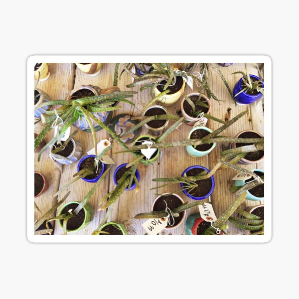 aloe plants Sticker