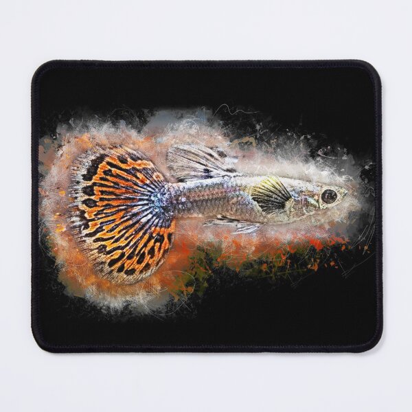 Item preview, Guppy Elephant Ear - Poecilia reticulata designed and sold by AquariumLutter.