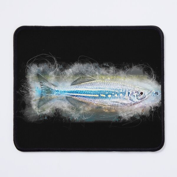 Item preview, Malabar Parrot - Danio aequipinnatus designed and sold by AquariumLutter.