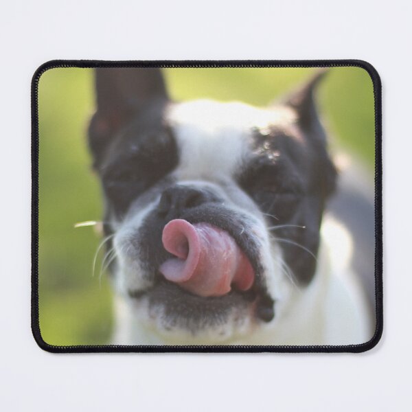 Item preview, Black and White French Bulldog with his tongue out designed and sold by cgroenewald.