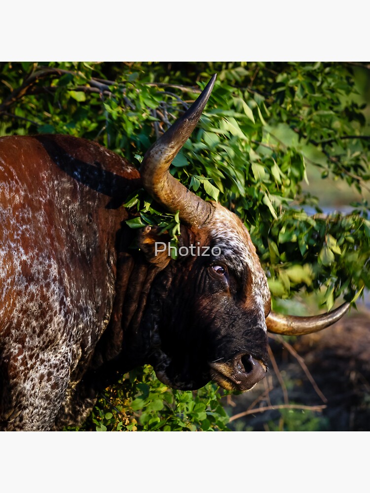 "Scratch Wild Longhorn Bull" Sticker for Sale by Photizo Redbubble