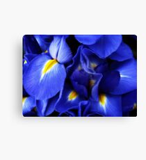 Iris Abstract Canvas Print