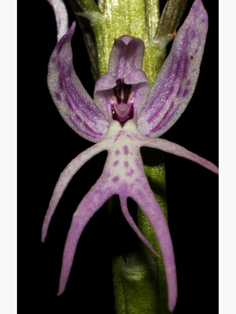 Orchis italica by andrachne