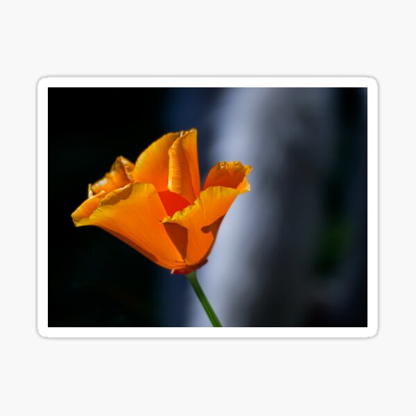 Item preview, Drama in orange designed and sold by Art in Nature.