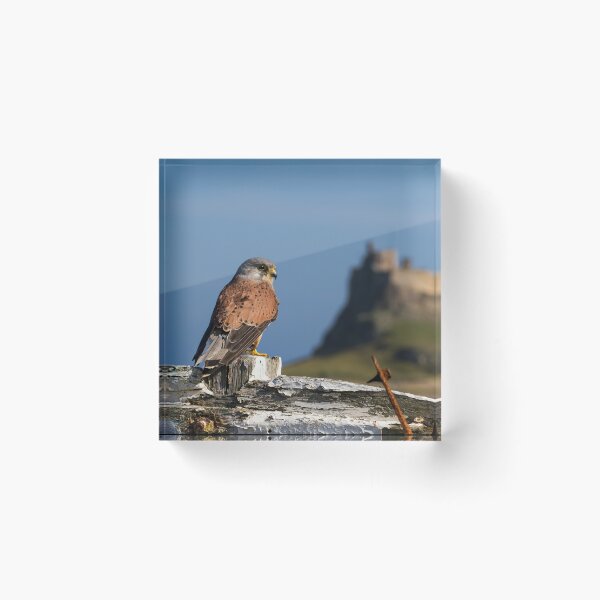 Item preview, Kes designed and sold by FXST.
