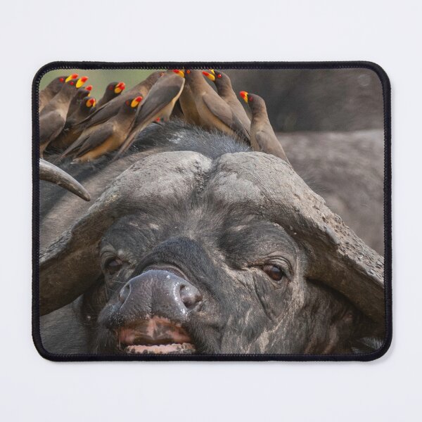 Item preview, African buffalo with maggot chopper designed and sold by Ingo Gerlach.