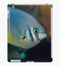 Golden tailed iPad Case/Skin