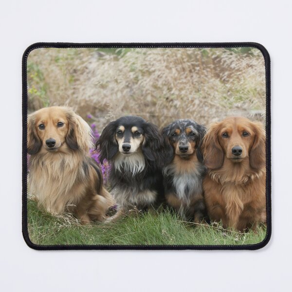Item preview, Miniature long-haired dachshunds, Dogs designed and sold by ScienceSource.