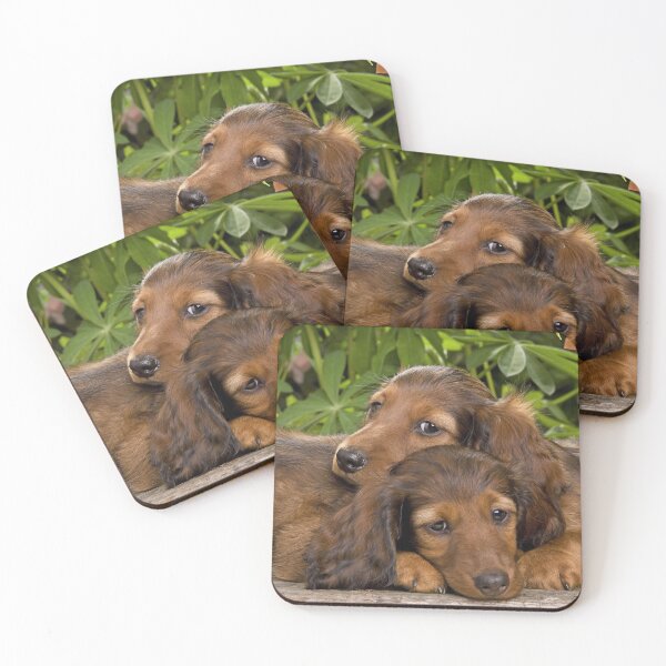 Item preview, Long-haired Dachshund Dogs  designed and sold by ScienceSource.