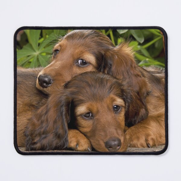 Item preview, Long-haired Dachshund Dogs designed and sold by ScienceSource.