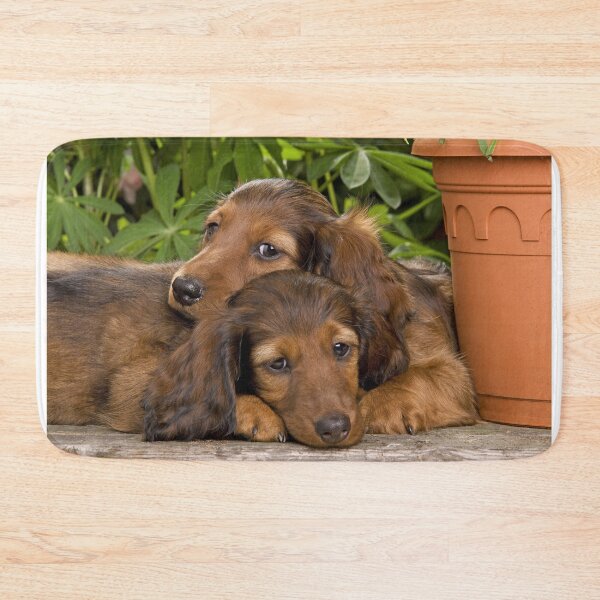 Item preview, Long-haired Dachshund Dogs  designed and sold by ScienceSource.