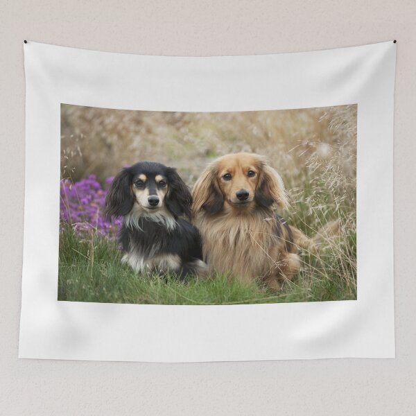 Item preview,  Miniature Long-haired Dachshund Dogs designed and sold by ScienceSource.