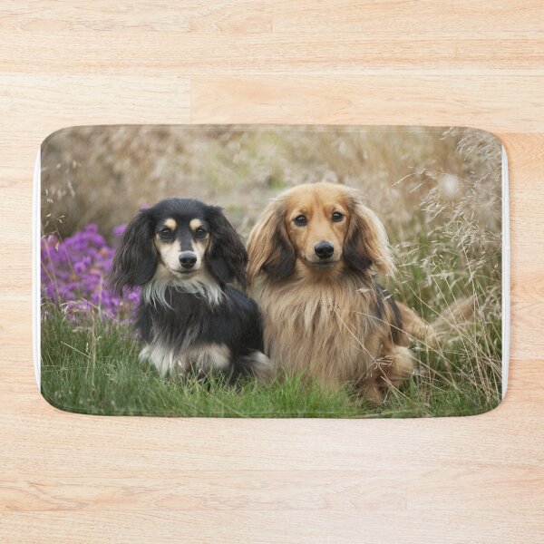 Item preview,  Miniature Long-haired Dachshund Dogs designed and sold by ScienceSource.