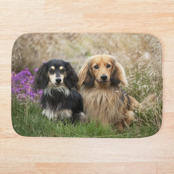 Item preview,  Perros Dachshund de pelo largo en miniatura designed and sold by ScienceSource.
