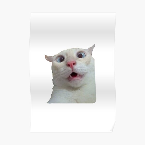 Adorable Funny Cat Meme Poster