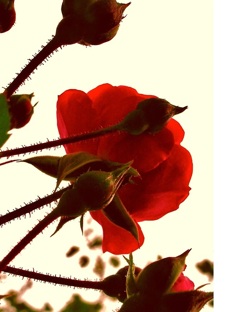 Thumbnail 4 of 4, iPhone Case, Red Roses designed and sold by itchingink.