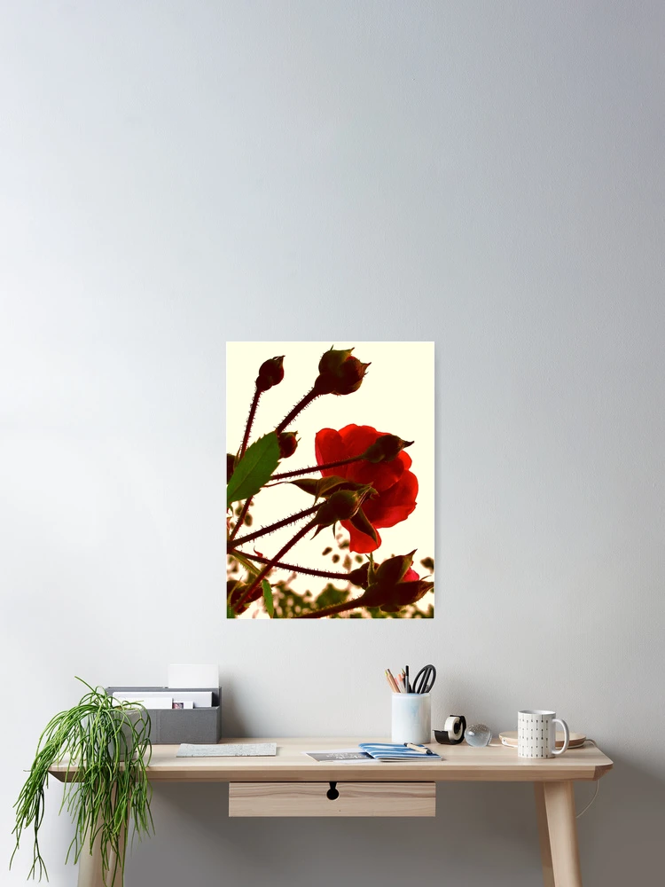 Thumbnail 2 of 3, Poster, Red Roses designed and sold by itchingink.