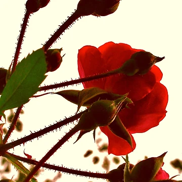 Artwork thumbnail, Red Roses by itchingink