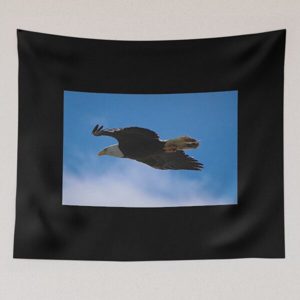 Item preview, Bald Eagle Gliding designed and sold by ADM Photography.