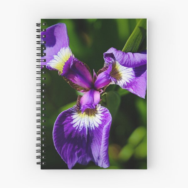 Aperçu de l'œuvre Iris barbu créée et vendue par ADM  Photography.
