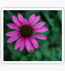 bright pink is beautiful! Sticker