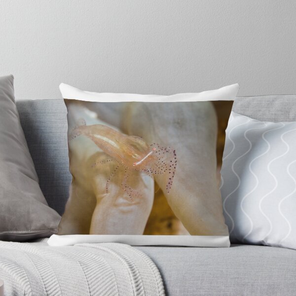 Item preview, Ornate Anemone Shrimp designed and sold by Philmed.
