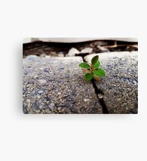 Nature Wins Again! Canvas Print