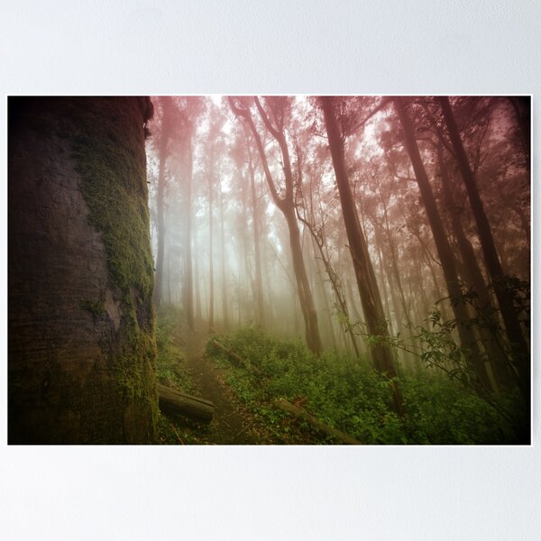 Item preview, A Morning in Sutro Forest designed and sold by Richard Mason.