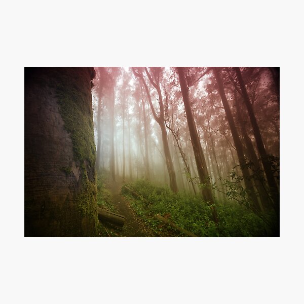 Item preview, A Morning in Sutro Forest designed and sold by Richard Mason.