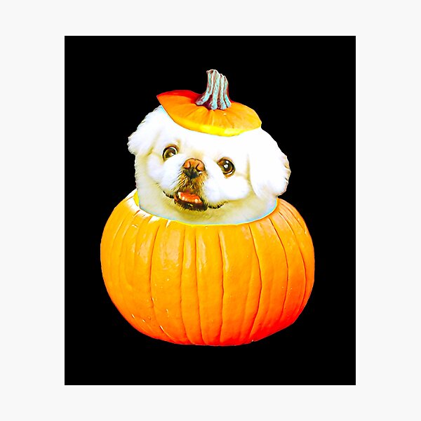 Item preview, White Pekingese Halloween Pumpkin for Pekingese Lovers   designed and sold by Mochi-Merch.