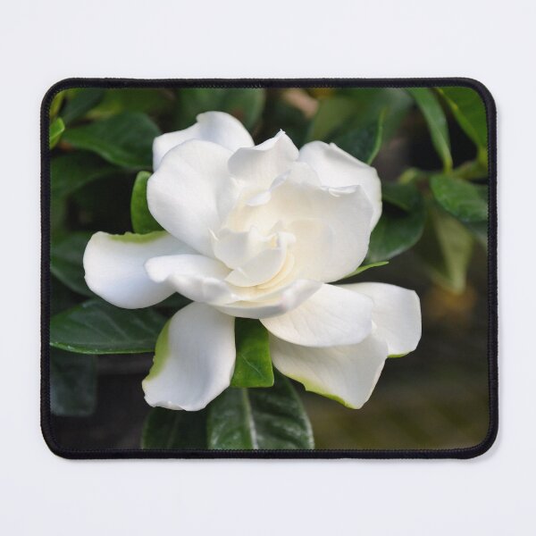 Item preview, Lovely White Gardenia designed and sold by Kathleen Brant.