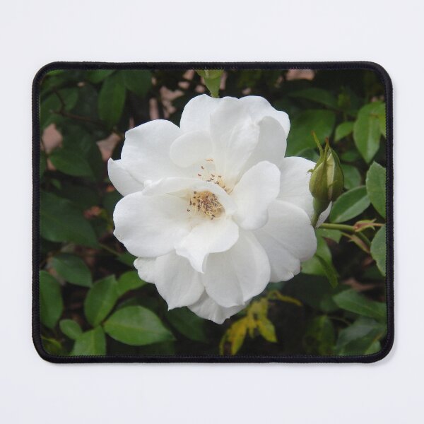 Item preview, Elegant White Rose designed and sold by Kathleen Brant.
