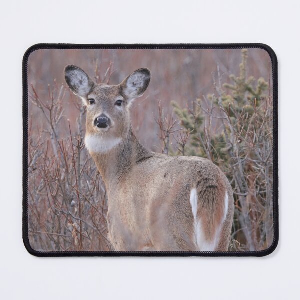 Item preview, White Tailed Doe designed and sold by Alyce Taylor.