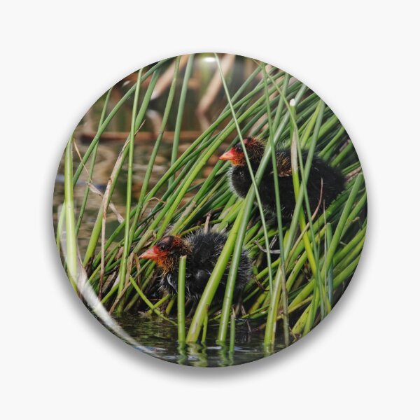 Item preview, Coot Chicks designed and sold by Alyce Taylor.