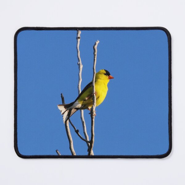 Item preview, American Goldfinch designed and sold by Alyce Taylor.
