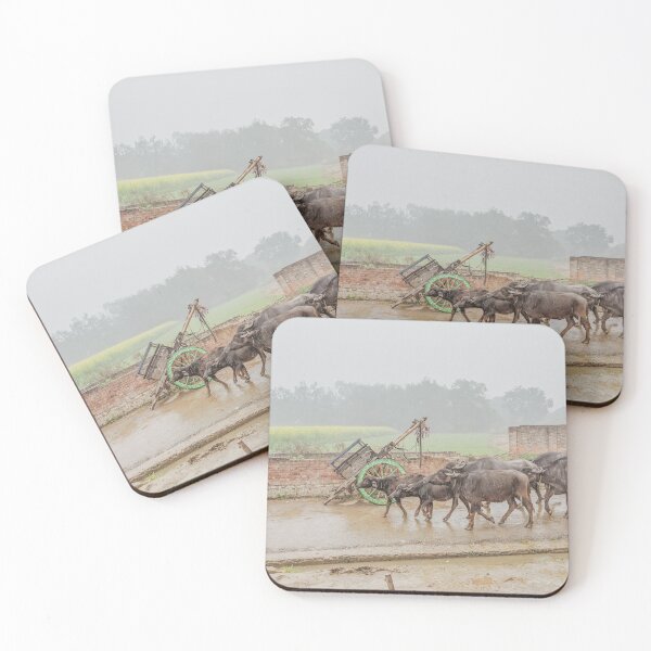 Item preview, Buffalos Marching in Rural Uttar Pradesh, India designed and sold by ywphotos.