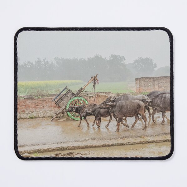 Item preview, Buffalos Marching in Rural Uttar Pradesh, India designed and sold by ywphotos.