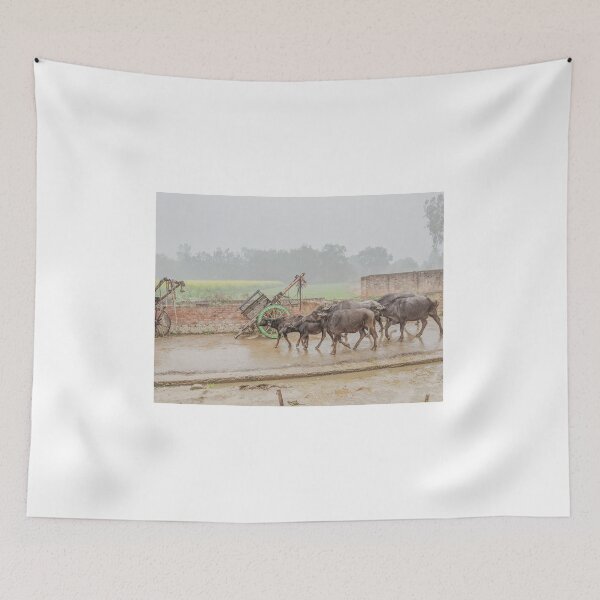 Item preview, Buffalos Marching in Rural Uttar Pradesh, India designed and sold by ywphotos.
