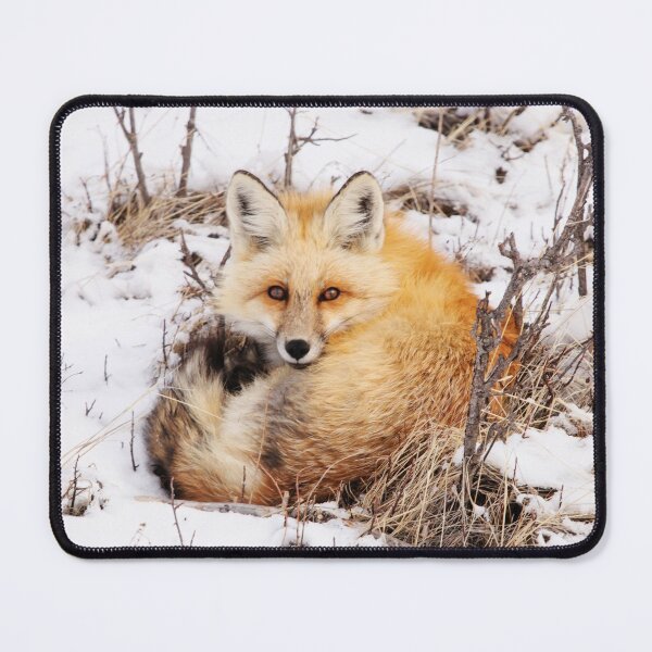 Aperçu de l'œuvre Confortable Litte Fox dans la neige créée et vendue par Alyce Taylor.