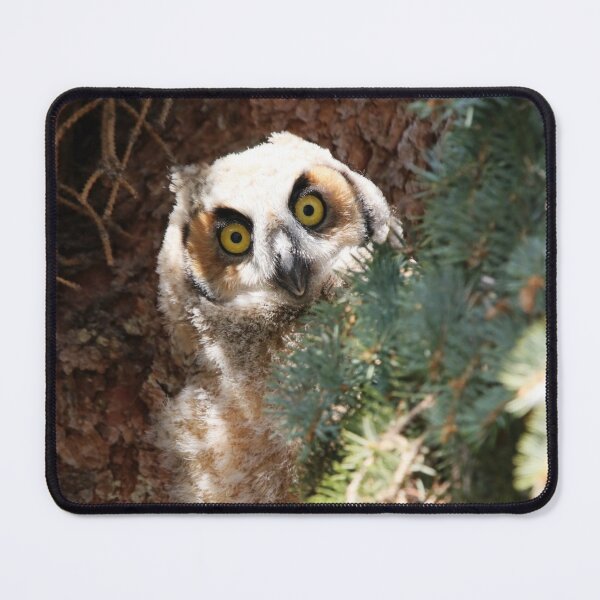 Item preview, Inquisitive Owlet designed and sold by Alyce Taylor.