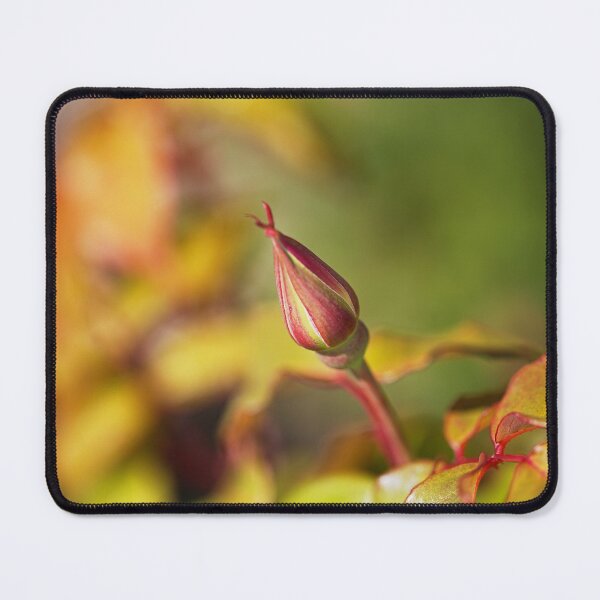 Item preview, Rose Bud With In Spring designed and sold by Joy Watson - Natural Light Photography .