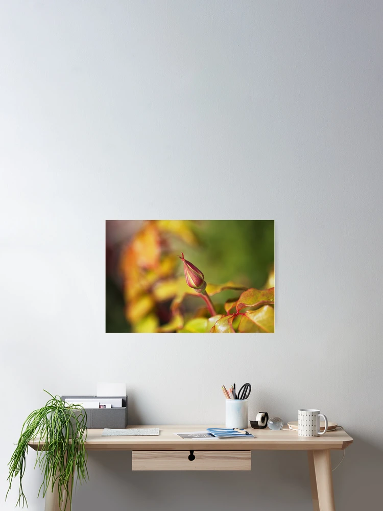 Thumbnail 2 of 3, Poster, Rose Bud With In Spring  designed and sold by Joy Watson - Natural Light Photography .