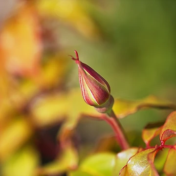 Artwork thumbnail, Rose Bud With In Spring by Joy Watson - Natural Light Photography